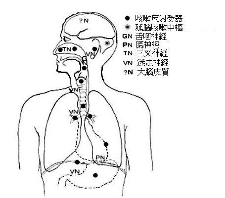 止咳藥原理|咳嗽常用鎮咳藥物整理